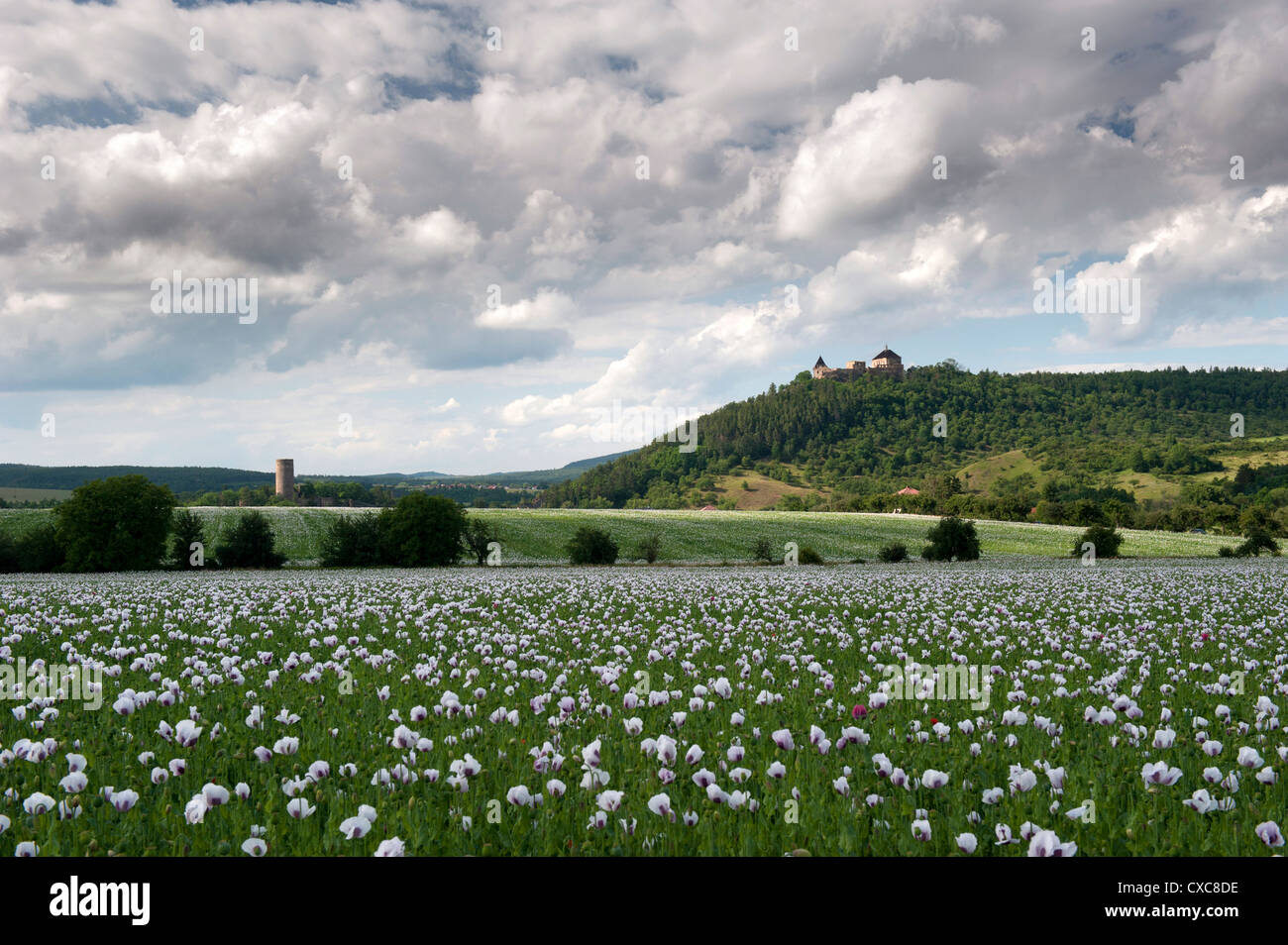 Liegt und Tocnik Burgen aus über einem Mohnfeld Tocnik, Stredocesko, Tschechische Republik, Europa Stockfoto