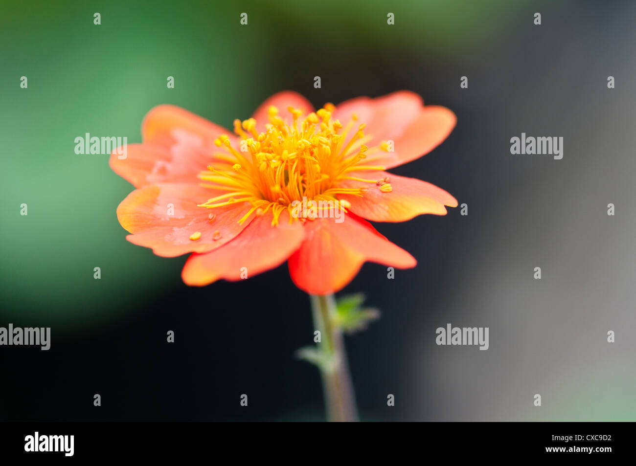 GEUM COCCINEUM WERNER ARENDS Stockfoto