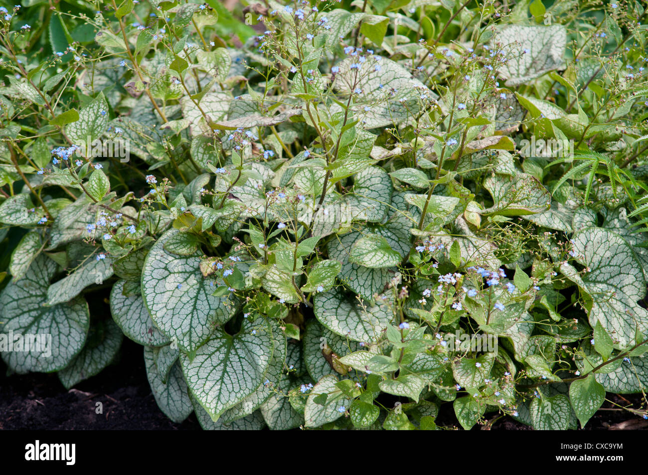 BRUNNERER MACROPHYLLA JACK FROST Stockfoto