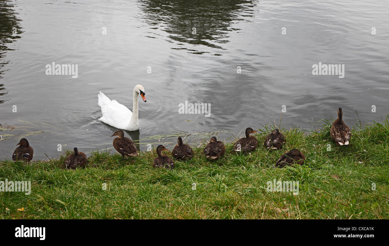 Höckerschwan und Audienz Mallard Enten Fluss Cam Milton Cambridgeshire Stockfoto