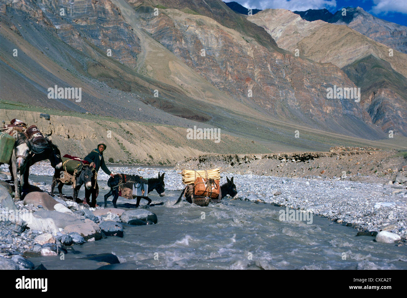 Fording schnell fließenden Fluss mit Maultieren Zanskar Ladakh Indien Stockfoto