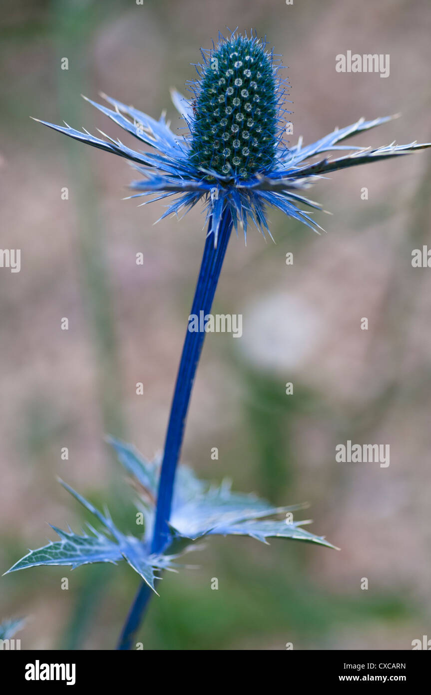 Eryngium Big Blue Stockfotos und bilder Kaufen Alamy