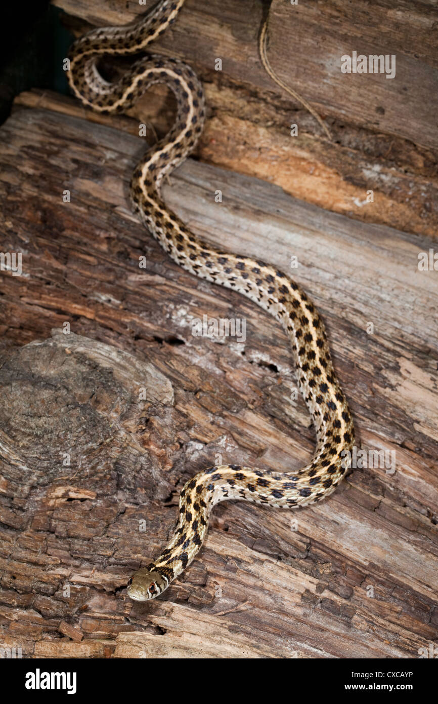 Karierte Garter Snake (Thamnophis Marcianus). Tiefland von SW Vereinigte Staaten von Amerika. Stockfoto