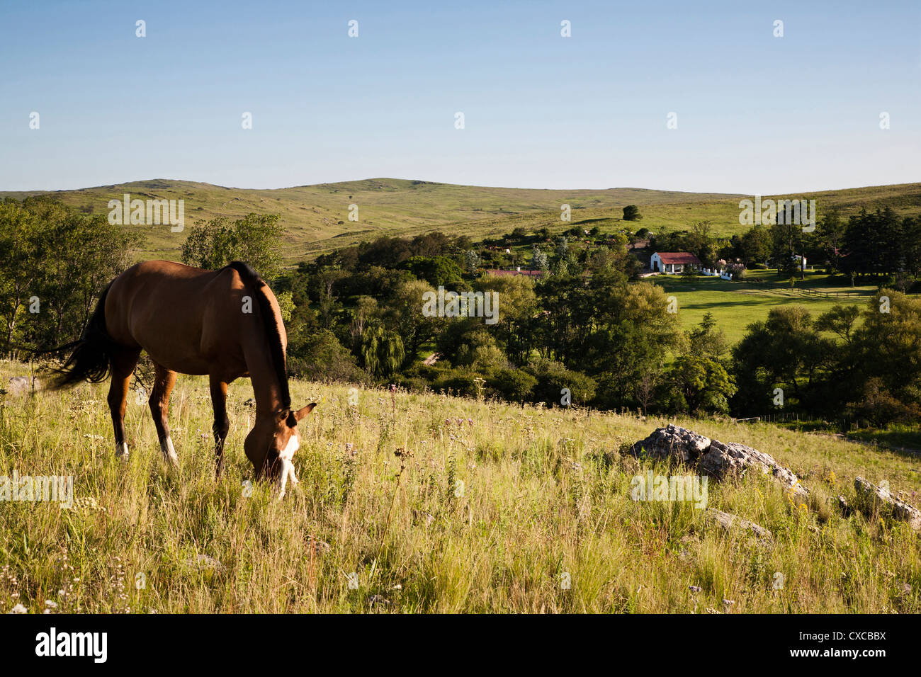 Pferde im Estancia Los Potreros, Provinz Córdoba, Argentinien. Stockfoto