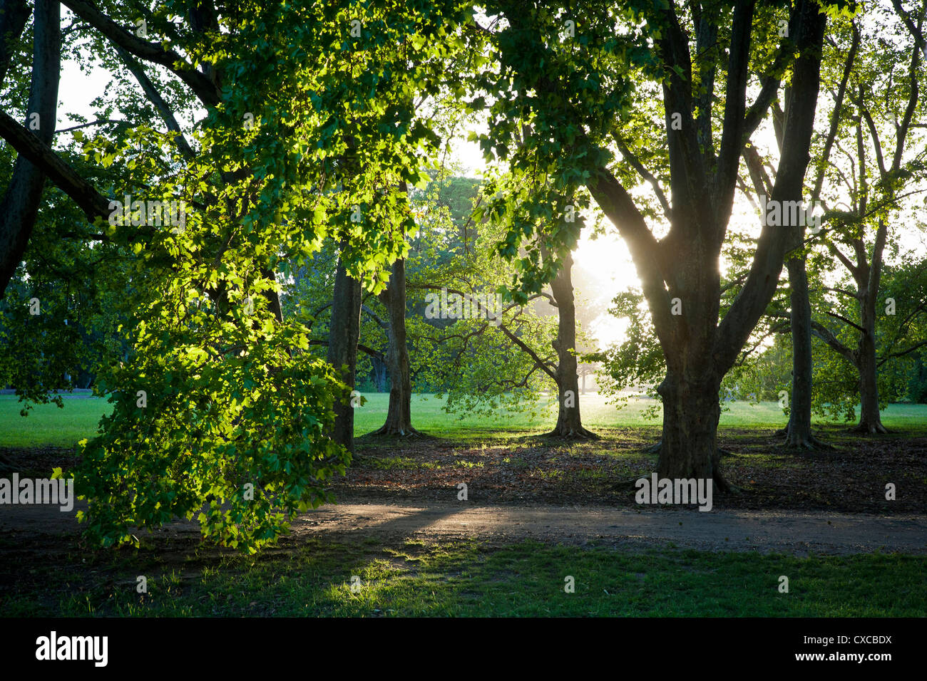 Wald in La Paz, Provinz Córdoba, Argentinien. Stockfoto