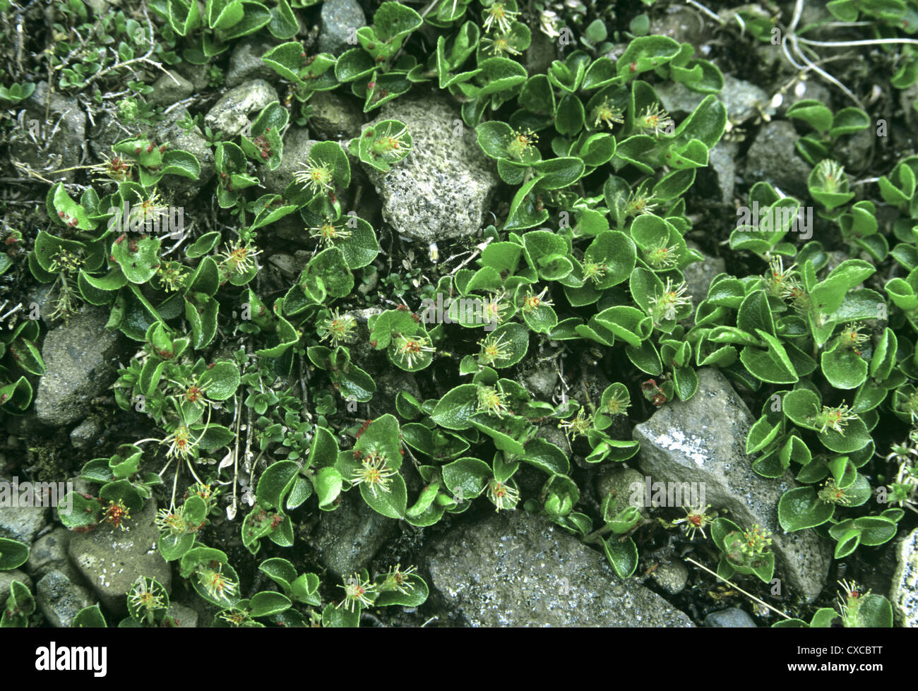 Zwerg-Weide Salix Herbacea (Salicaceae) Stockfoto