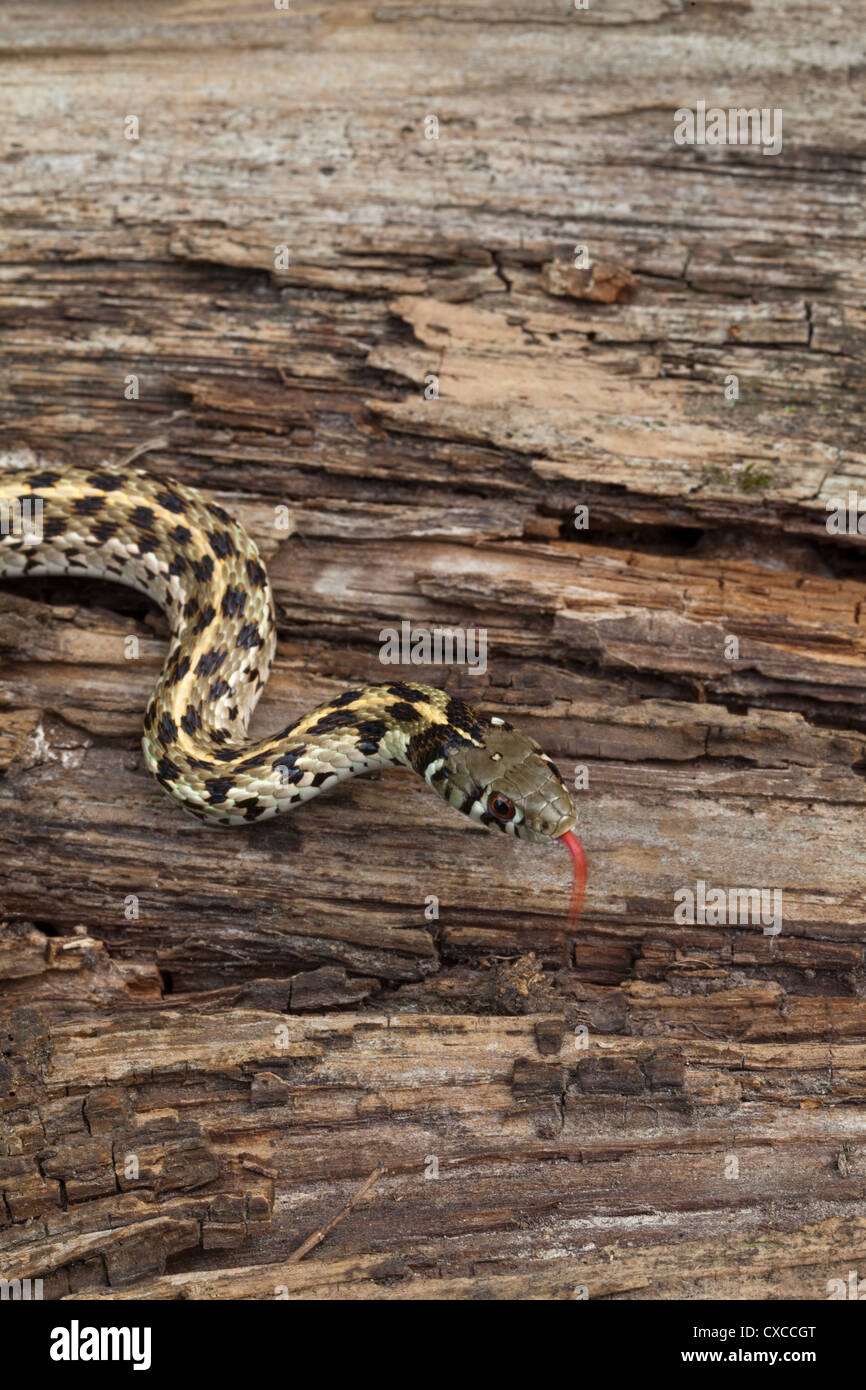 Karierte Garter Snake (Thamnophis Marcianus). Tiefland von SW Amerika. Stockfoto