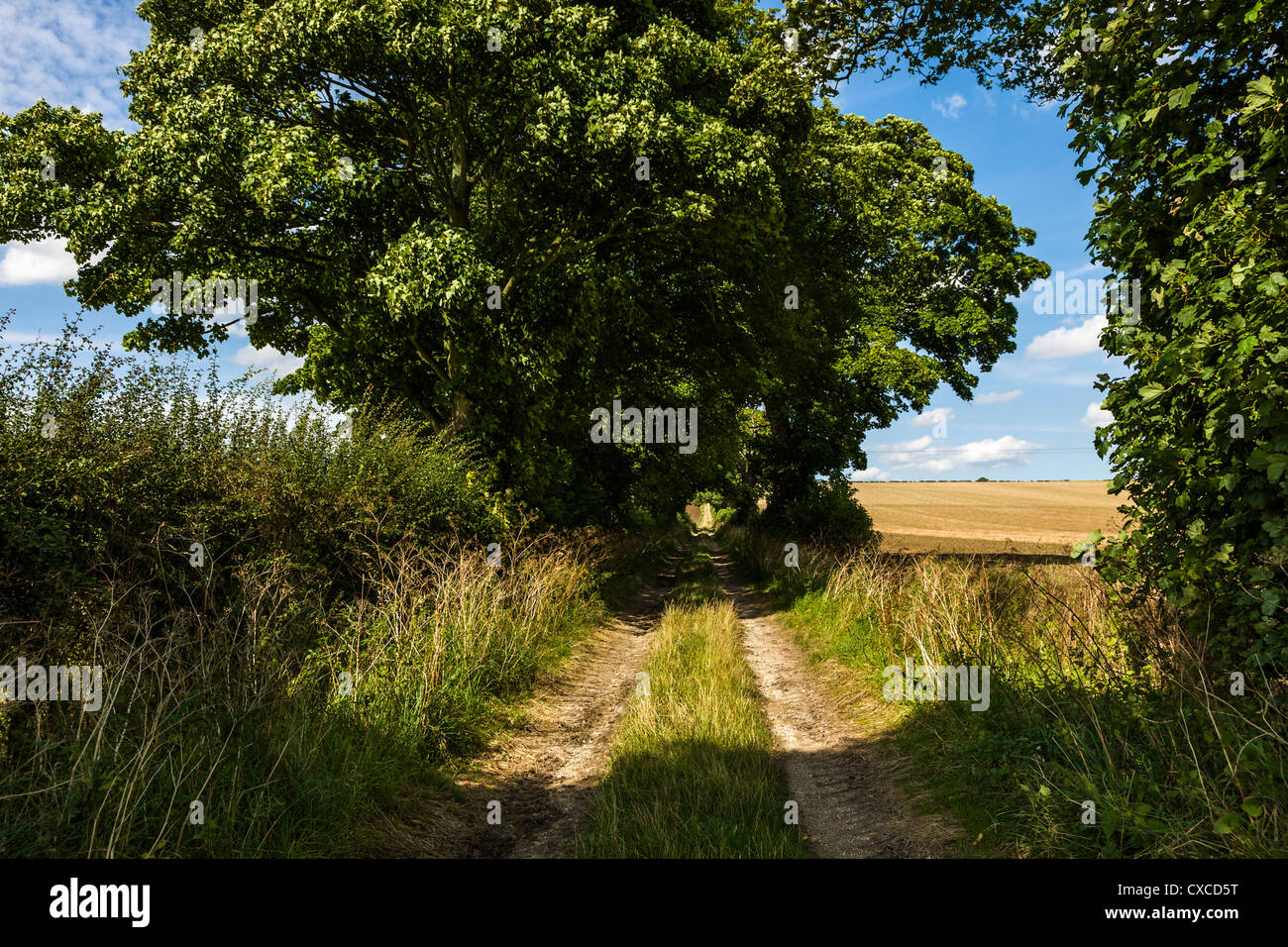 David Hockney Tunnel, Kilham, East Yorkshire, England Stockfoto