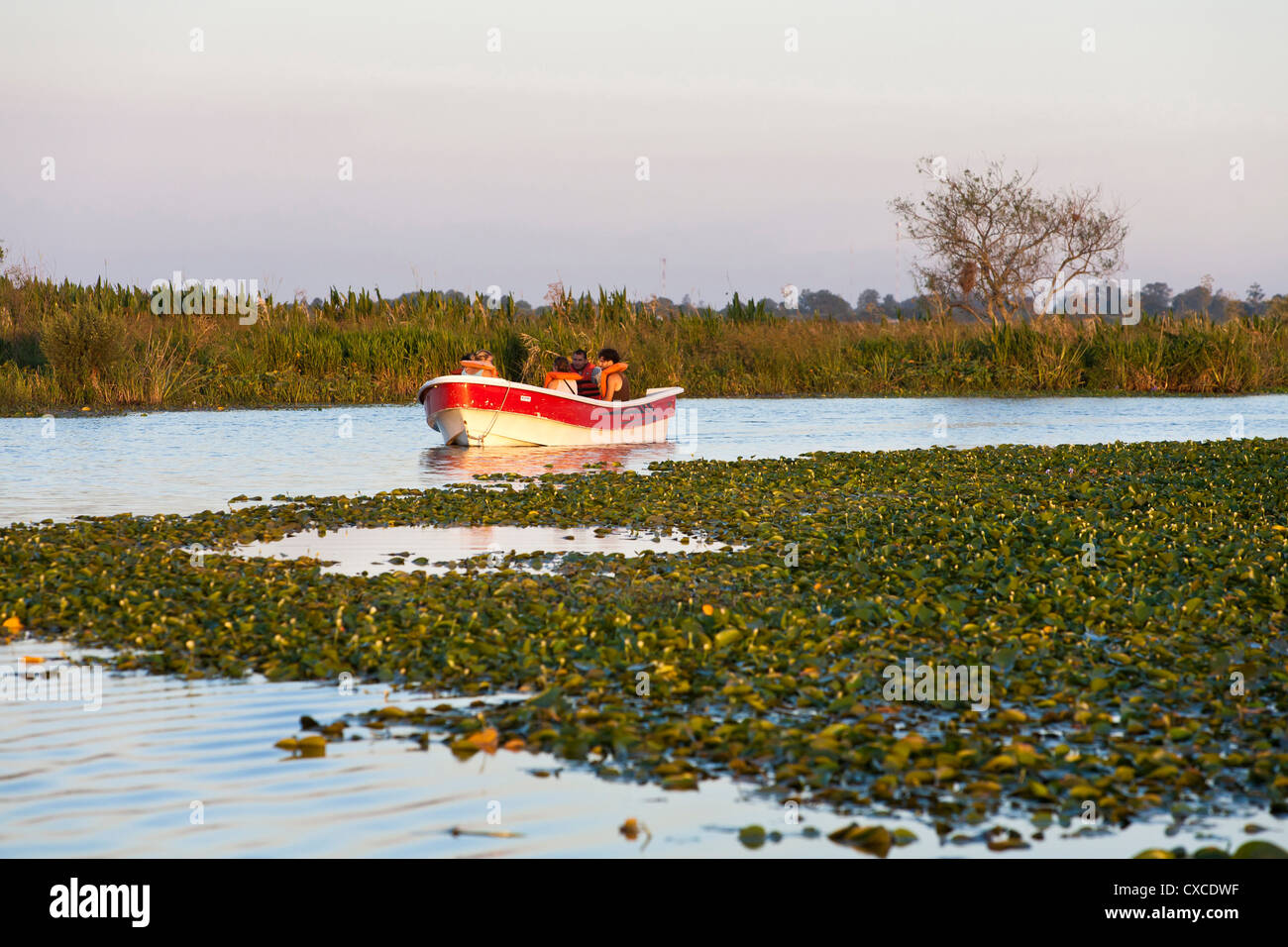 Esteros del Ibera, Carlos Pellegrini, Provinz Corrientes, Argentinien. Stockfoto