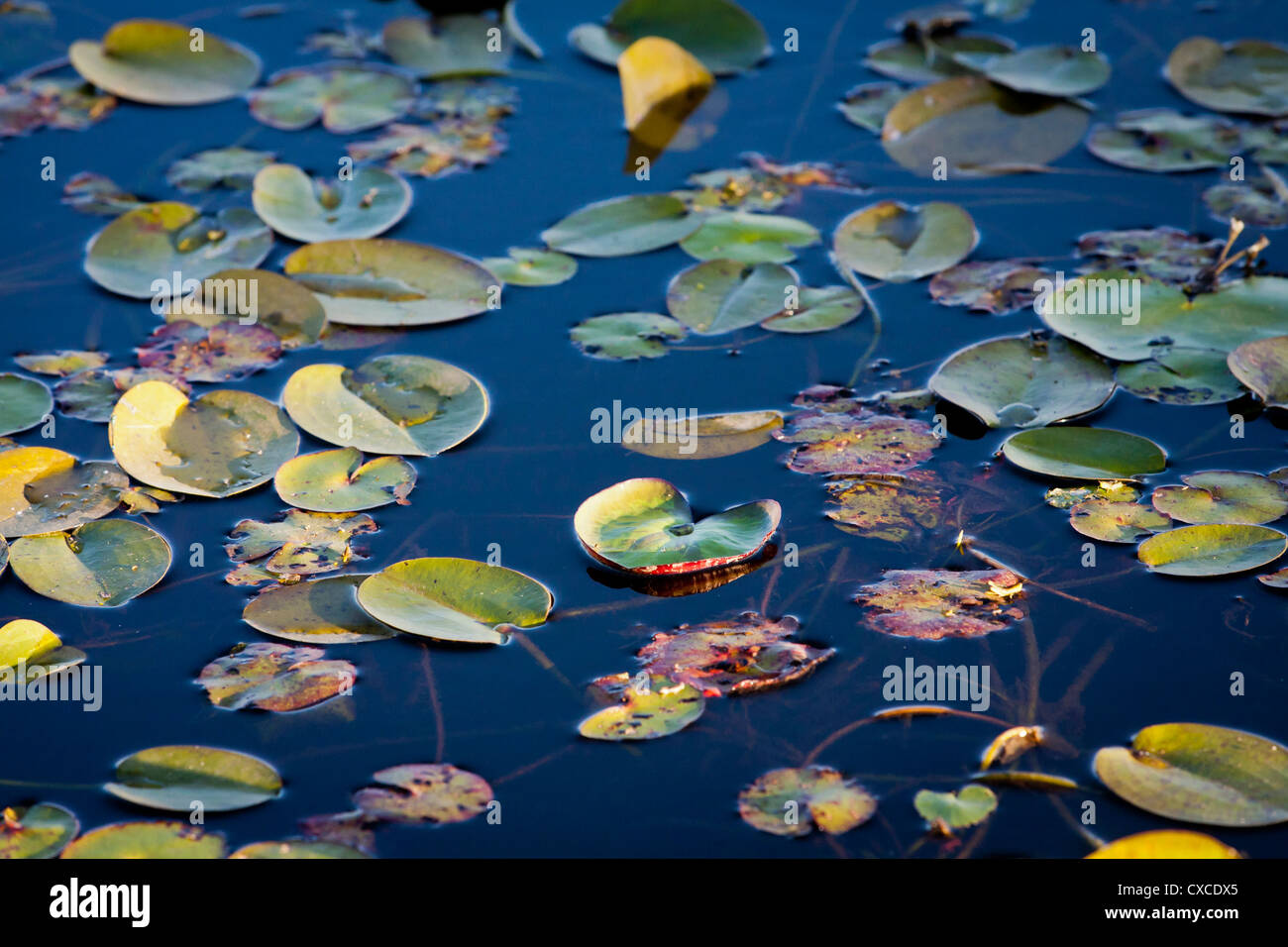 Esteros del Ibera, Carlos Pellegrini, Provinz Corrientes, Argentinien. Stockfoto