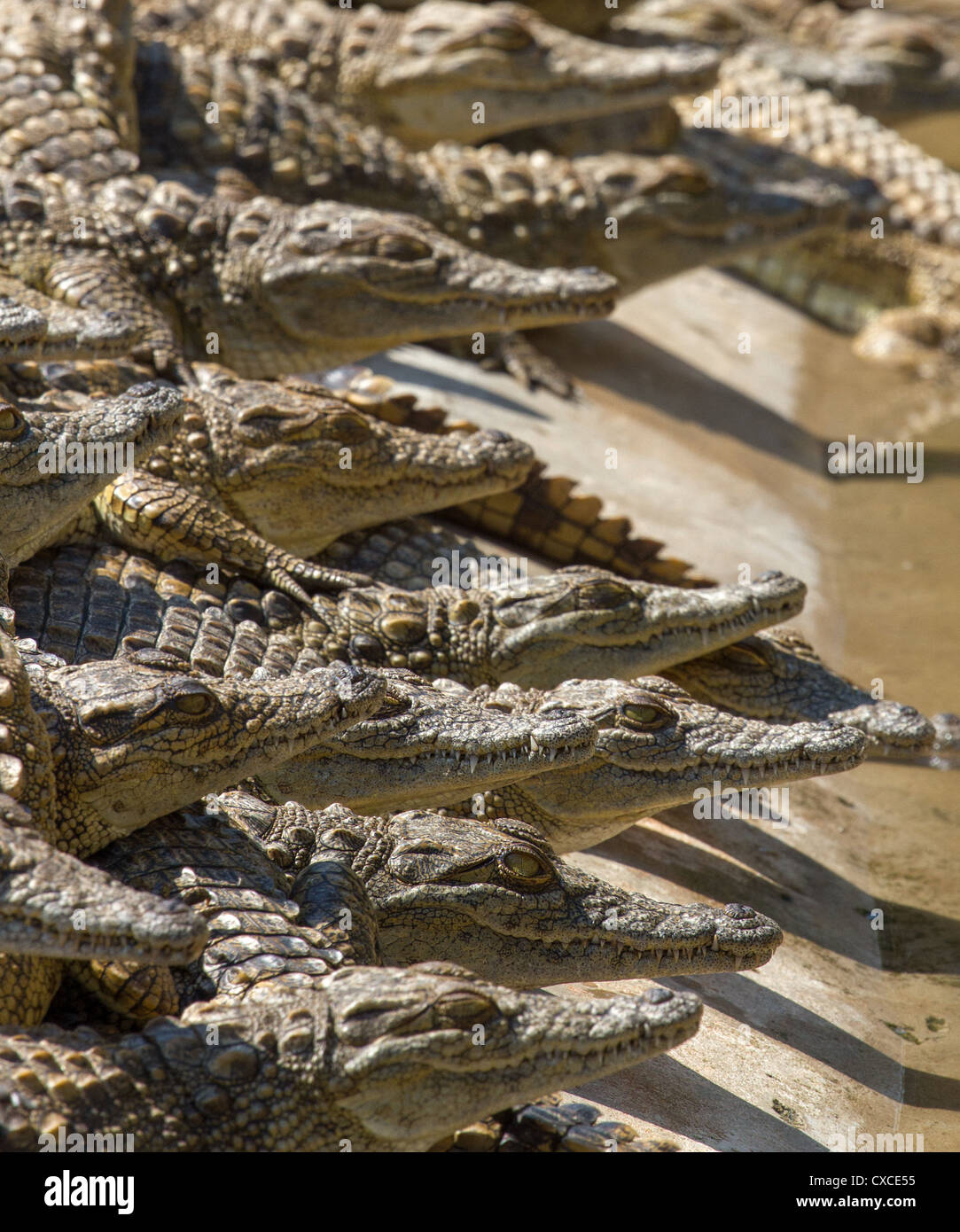 Junge Nilkrokodile (Crocodylus niloticus) auf der Krokodilfarm in der Nähe von Siavonga, Sambia Stockfoto
