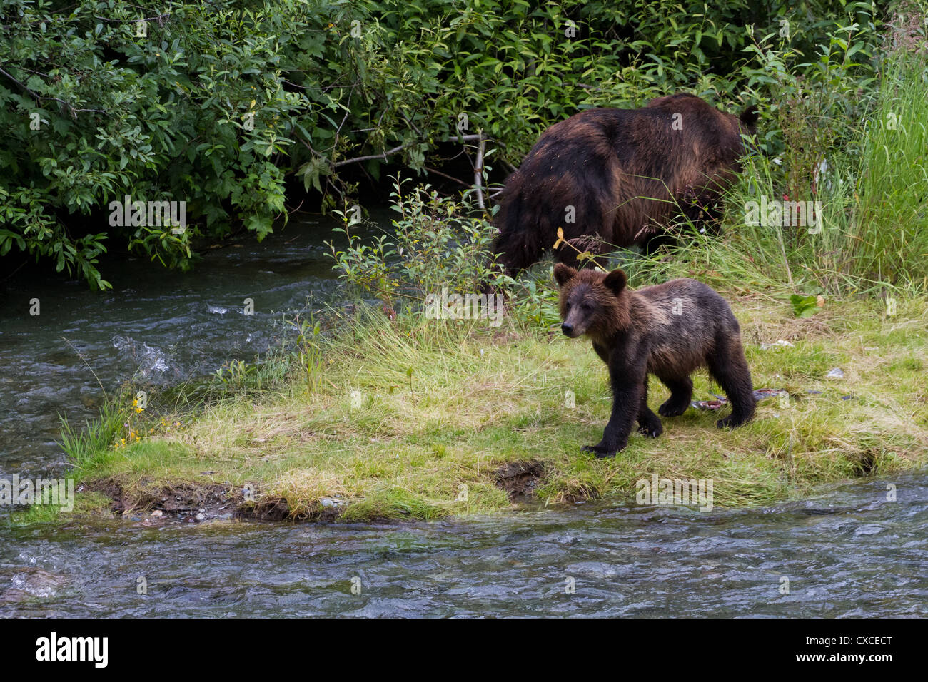 Grizzly Bear und Bear Cub Fang von Lachs in Hyder Alaska Stockfoto