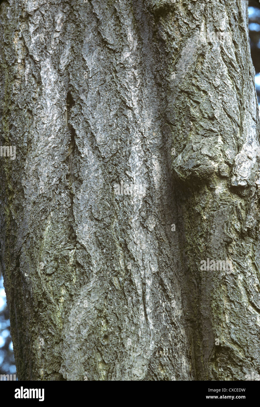 Tausend-Baum Ginkgo Biloba (Ginkgoaceae) Stockfoto