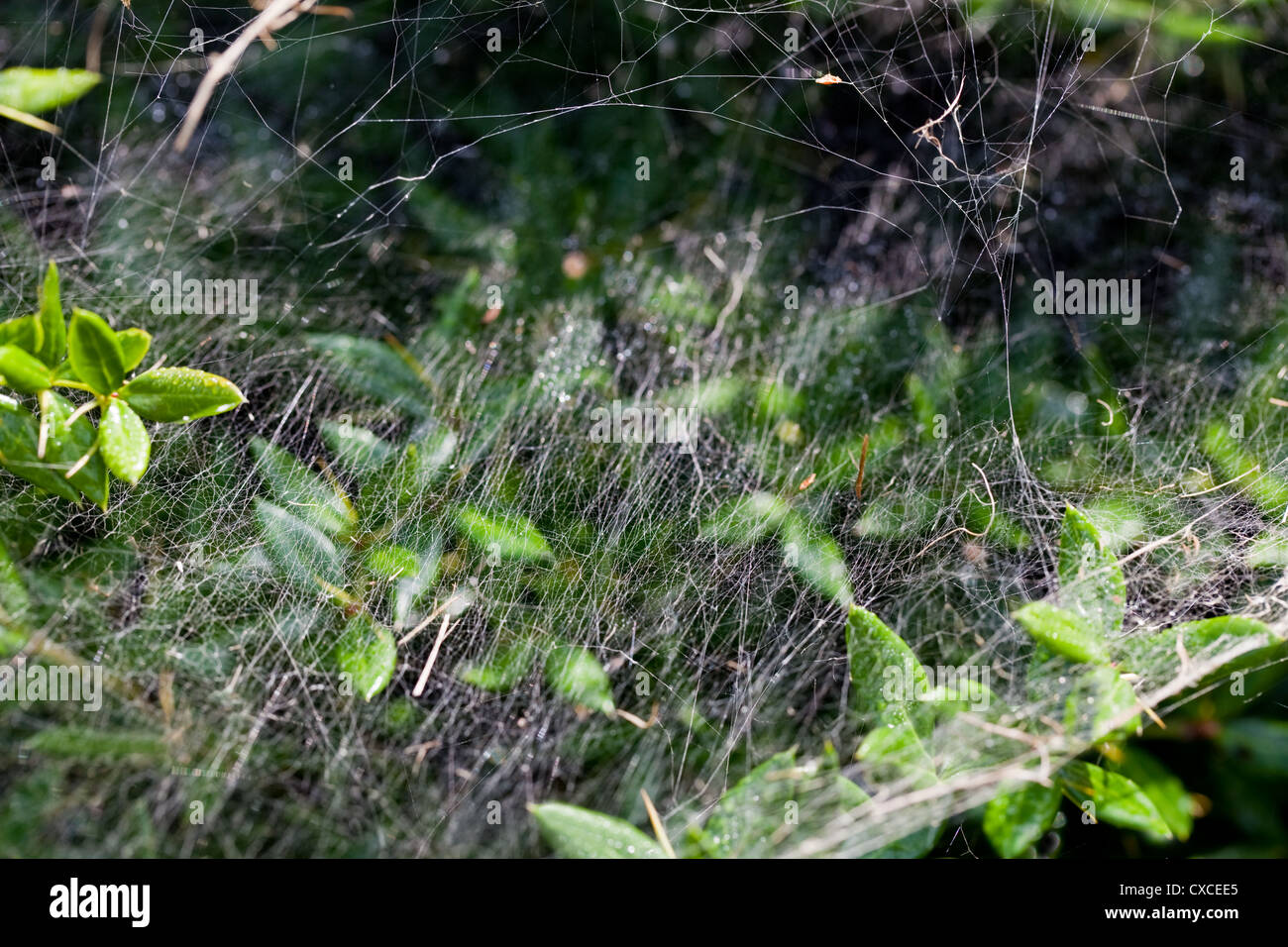 "Geld" Spider oder "Sheetweaver" Spider (Linyphid sp.) Nahaufnahme eines Teils der Hängematte Web Berberis Branchen ausdehnen. Stockfoto