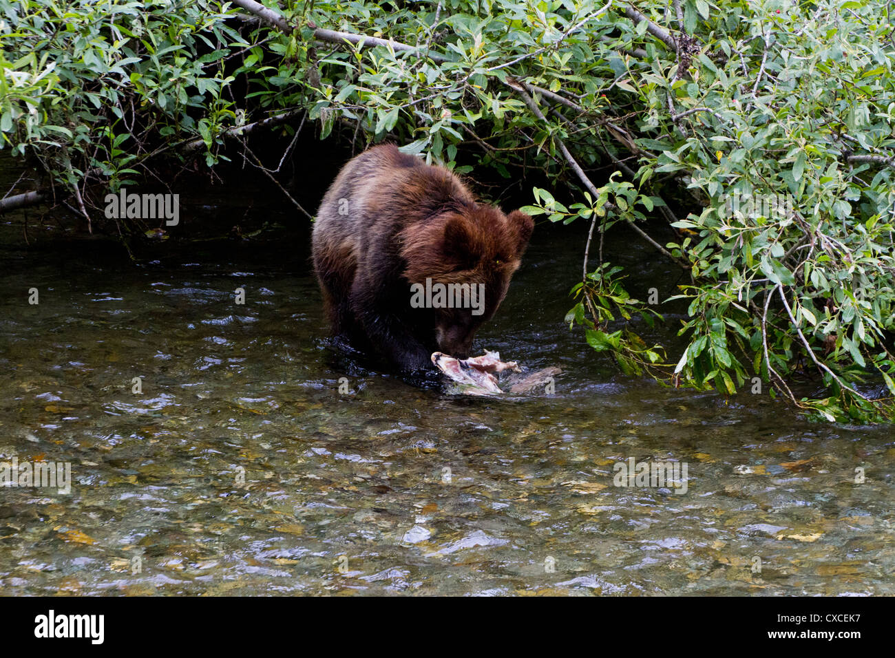 Grizzly Bear Cub Catching Lachs bei Hyder Alaska Stockfoto