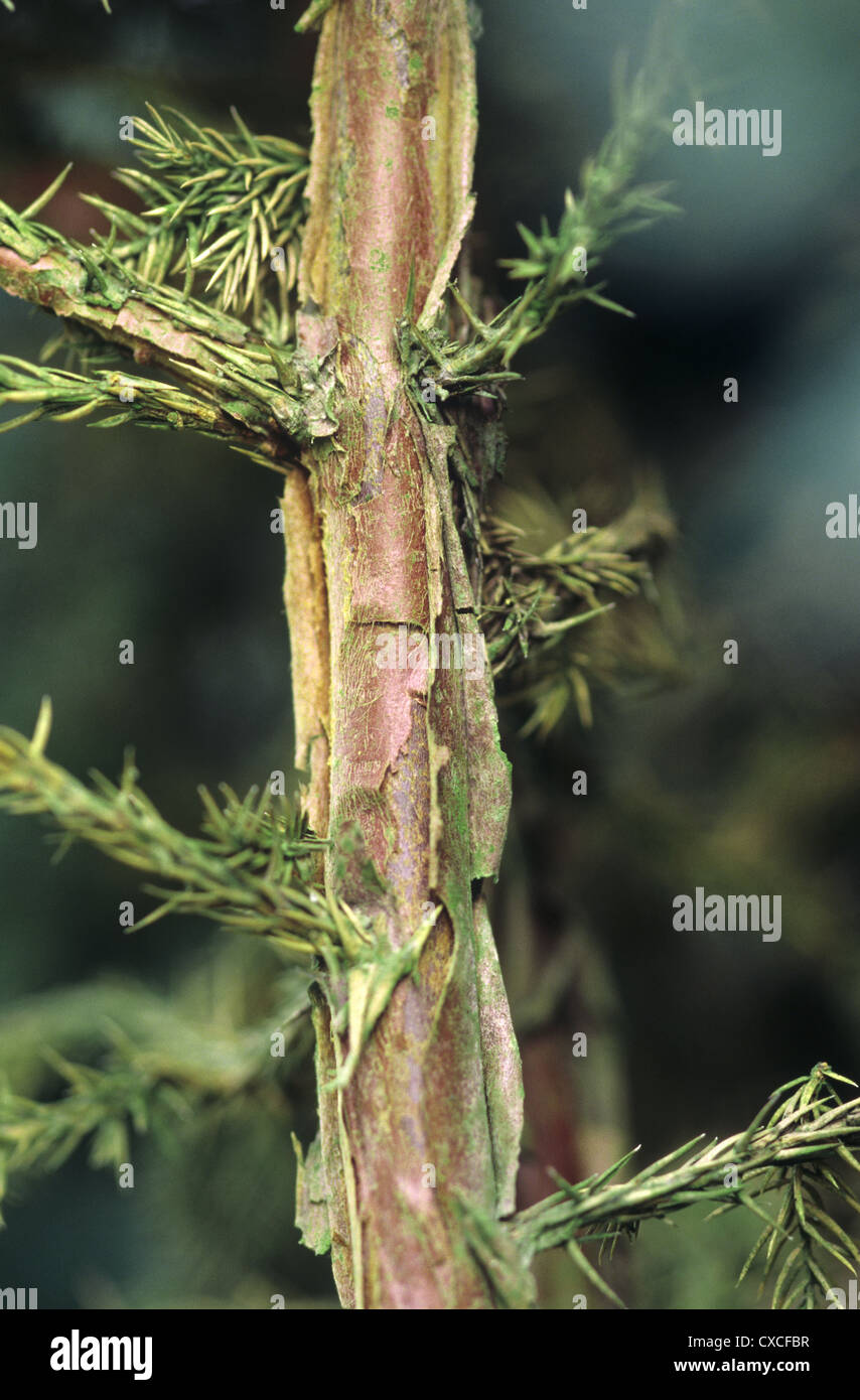 Meyers Wacholder Juniperus Squamata 'Meyeri' Stockfoto