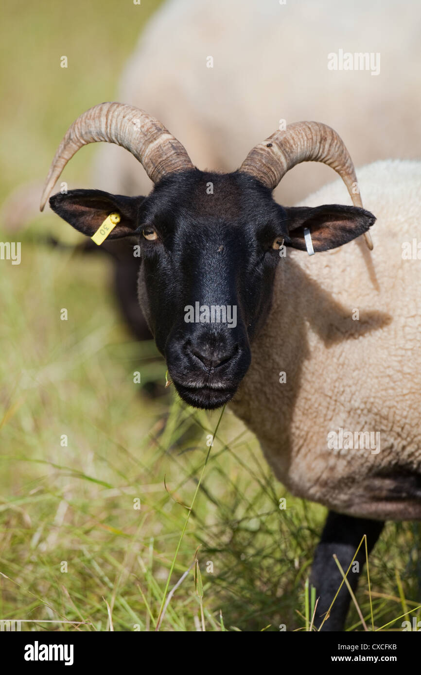 Norfolk Horn Schafe (Ovis Aries). Seltene Rasse. EWE. Lessingham, Norfolk. Stockfoto