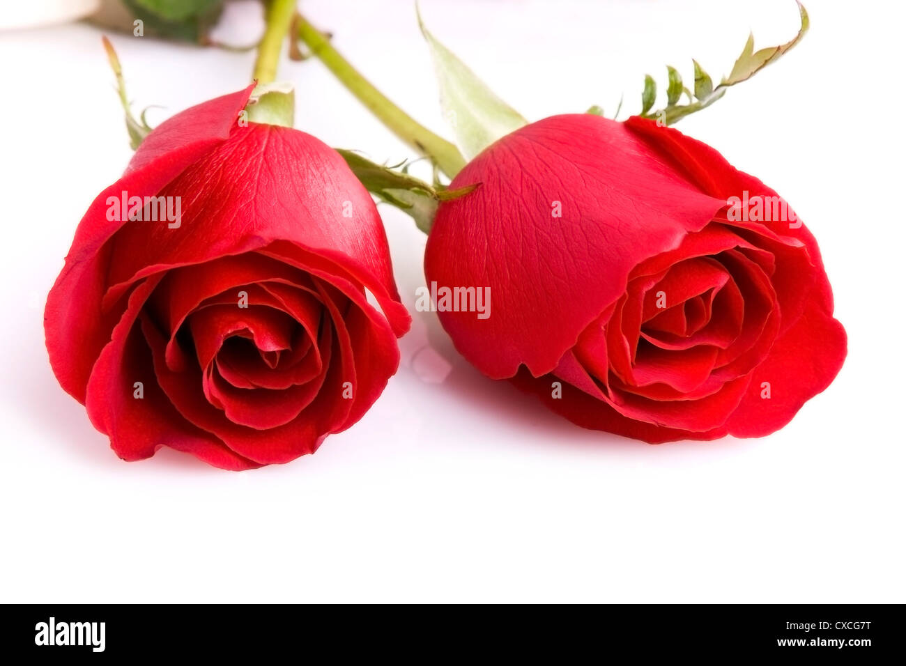 Zwei schöne rote Rosen isoliert auf weiss Stockfoto