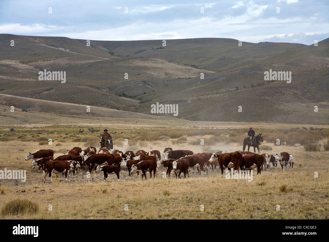 Gauchos mit Rindern auf der Huechahue Estancia, Patagonien, Argentinien. Stockfoto
