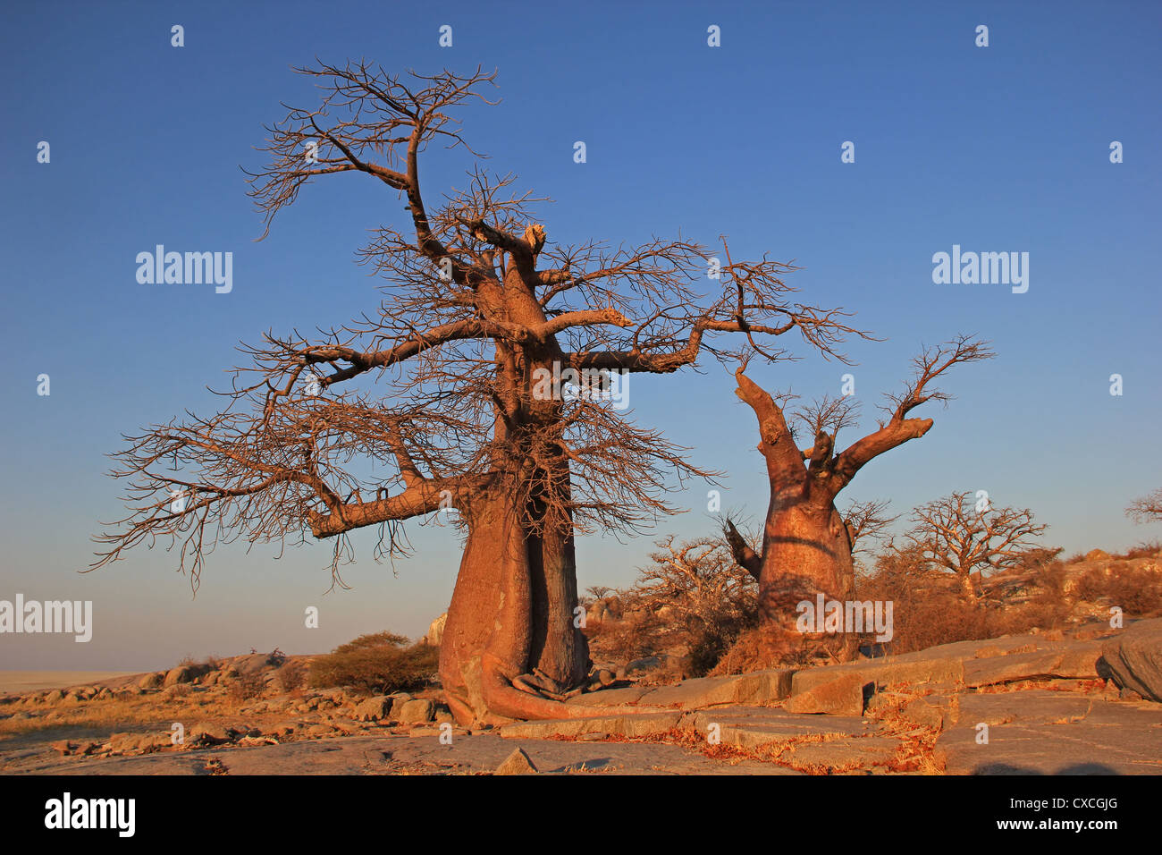 Baobab Kubu Island Stockfoto
