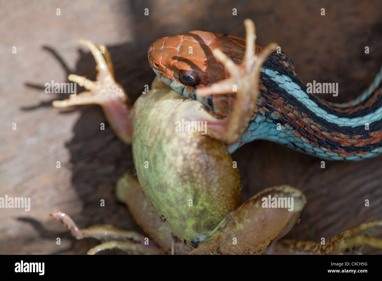 San Francisco Garter Snake (Thamnophis Sirtalis Tetrataenia). Rund um einen Frosch (Rana SP.), ausgehend von der Kopfseite einnehmen. Stockfoto