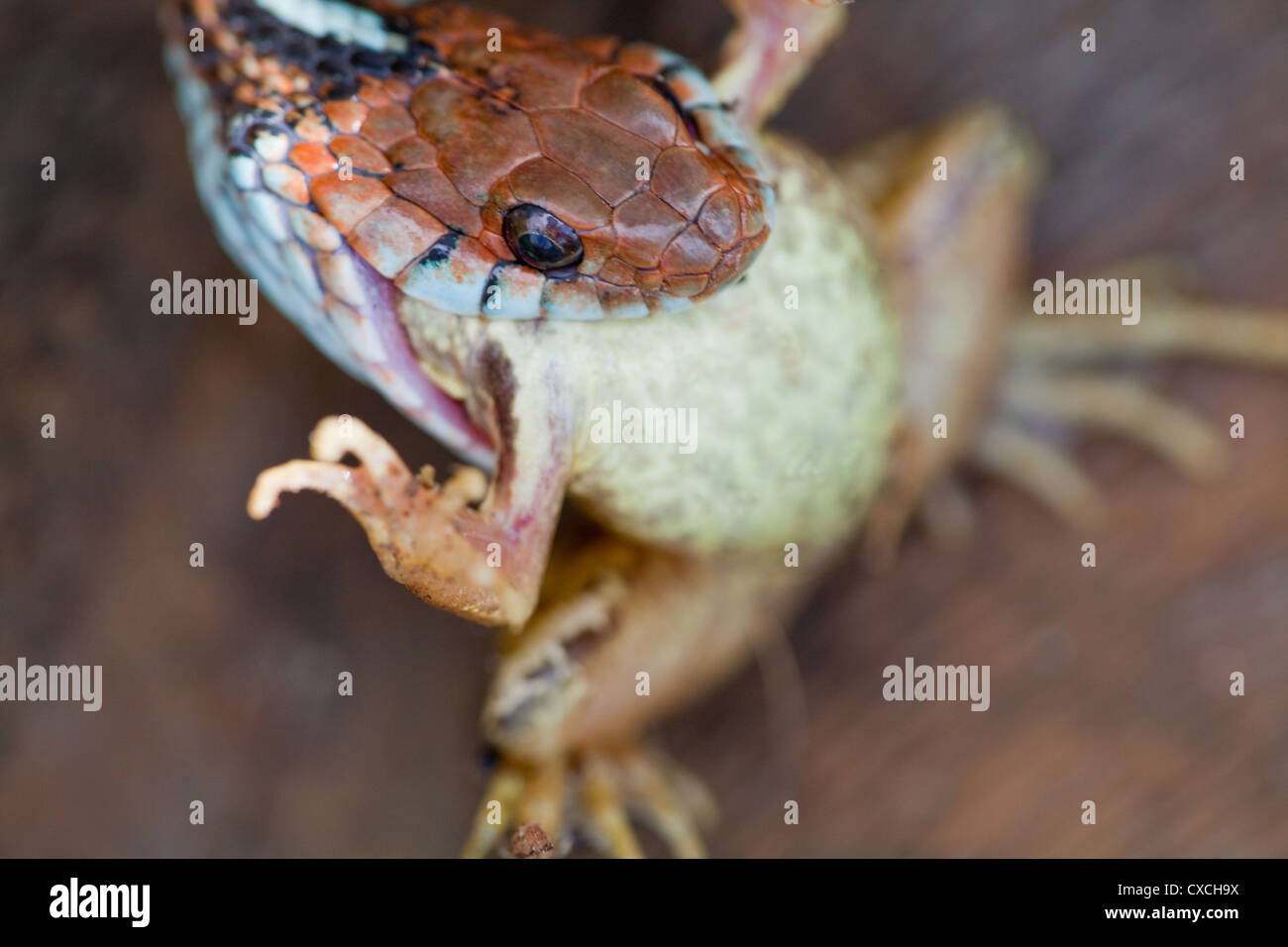 San Francisco Garter Snake (Thamnophis Sirtalis Tetrataenia). Rund um einen Frosch (Rana SP.), ausgehend von der Kopfseite einnehmen. Stockfoto