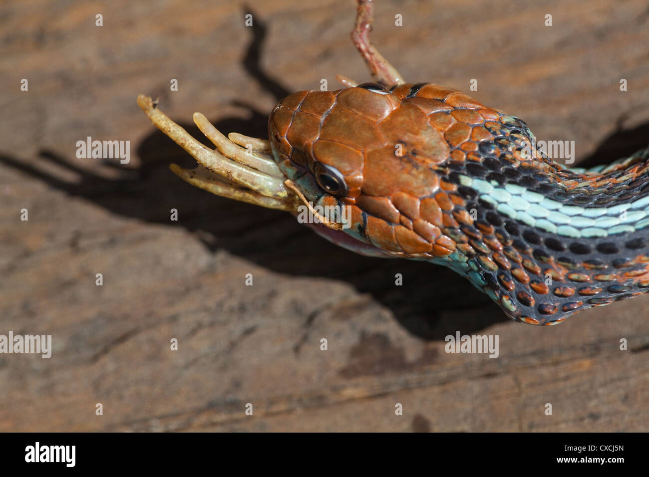 San Francisco Garter Snake (Thamnophis Sirtalis Tetrataenia). Einnahme von einem Frosch (Rana SP.), nach dem Start vom Kopfende. Stockfoto