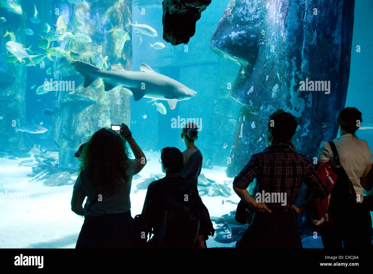 Die Leute, die auf der Suche an einem Hai, Sea Life London Aquarium, London UK Stockfoto