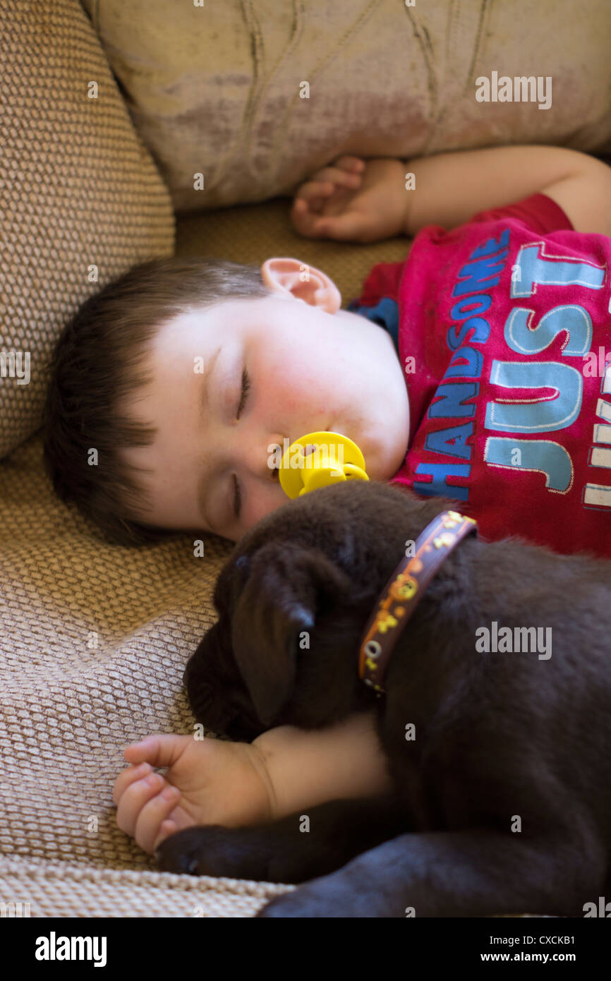 10 Wochen alten chocolate Labrador-Welpe schlafend mit einen 1,5 Jahre alten Jungen Stockfoto