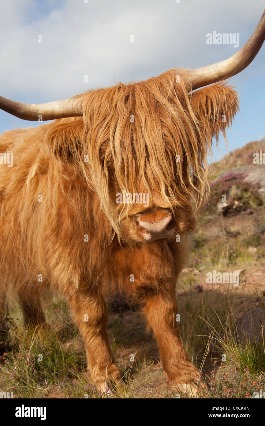 Halbinsel der Applecross, Schottland. Eine Highland-Kuh Weiden unter den lila Heidekraut auf der Applecross Halbinsel. Stockfoto