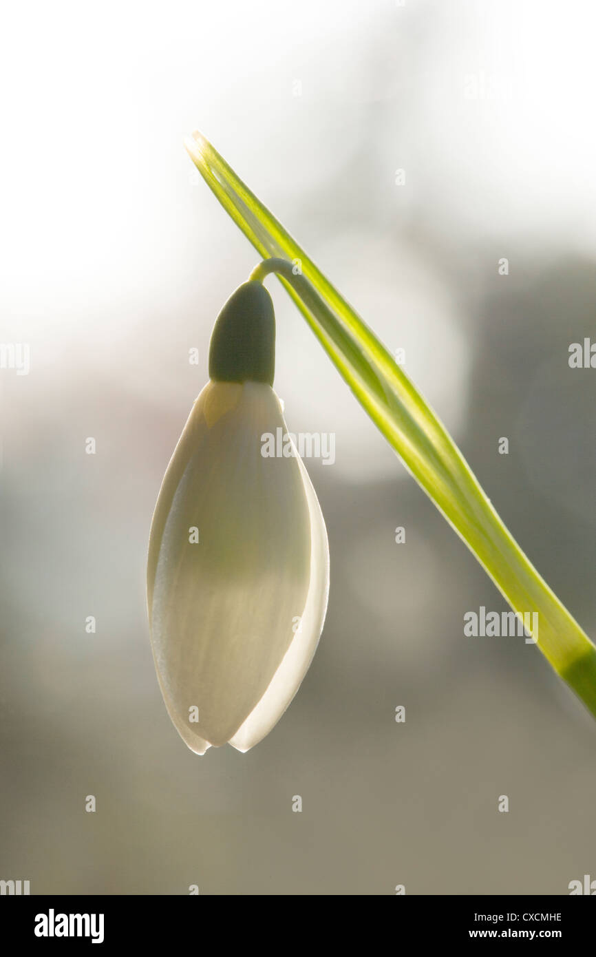 SCHNEEGLÖCKCHEN Galanthus Nivalis. Stockfoto