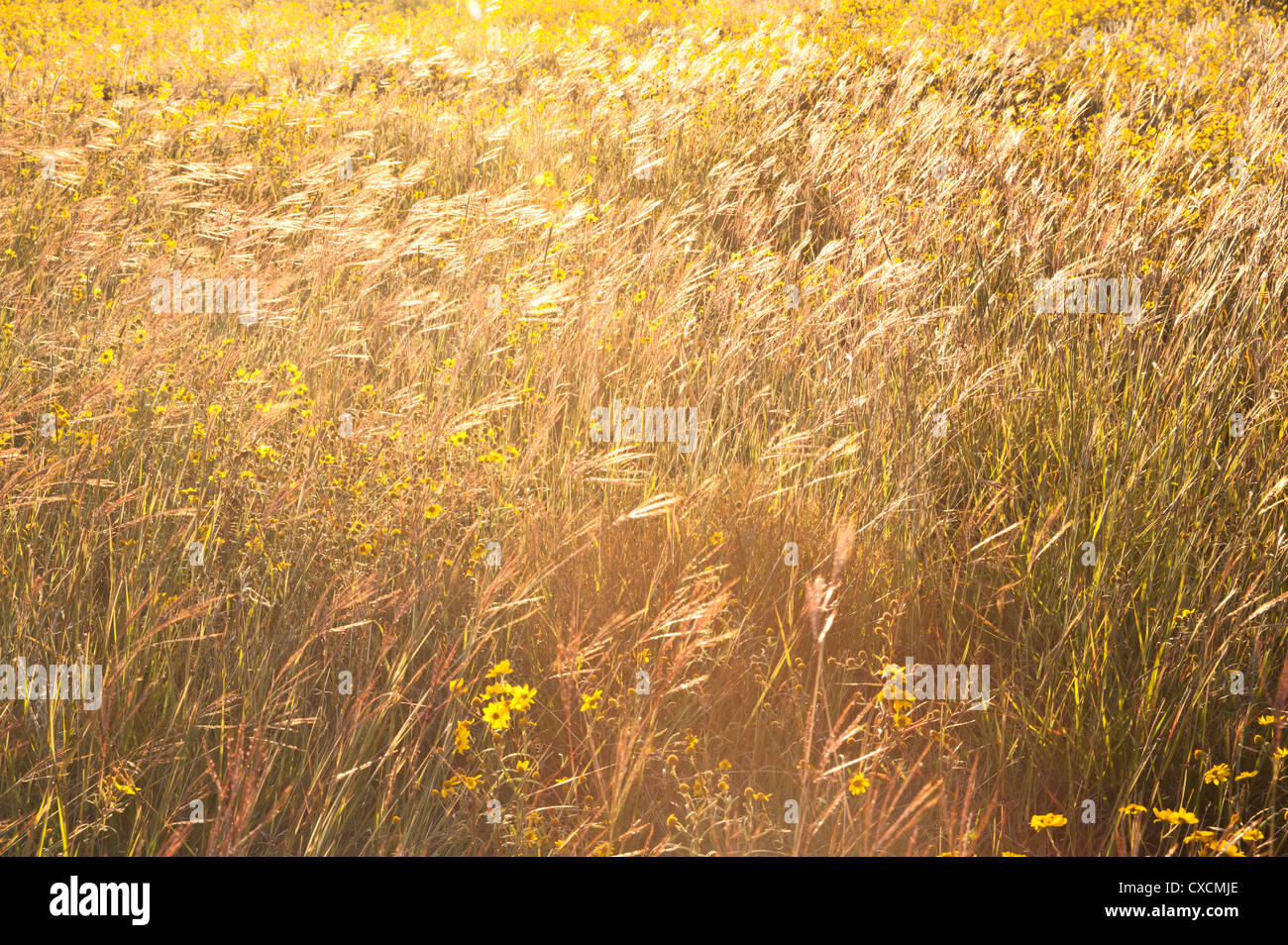 Parker Canyon Klippen in der Nähe Sonnenuntergang mit Wildblumen, Kakteen und eine Vielzahl von Gräsern beginnen zu leuchten. Arizona. Stockfoto