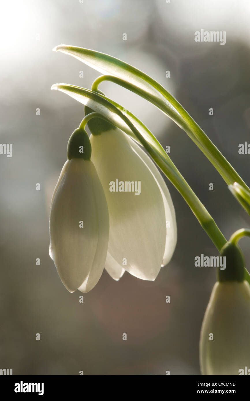 SCHNEEGLÖCKCHEN Galanthus Nivalis. Stockfoto