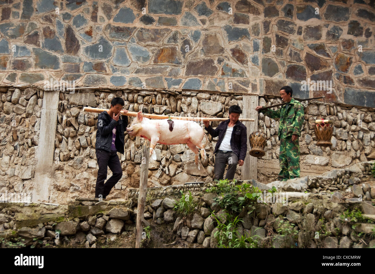 Zwei Miao-Männer bewegt ein geschlachtetes Schwein mit einem Pol, Xijiang, China Stockfoto