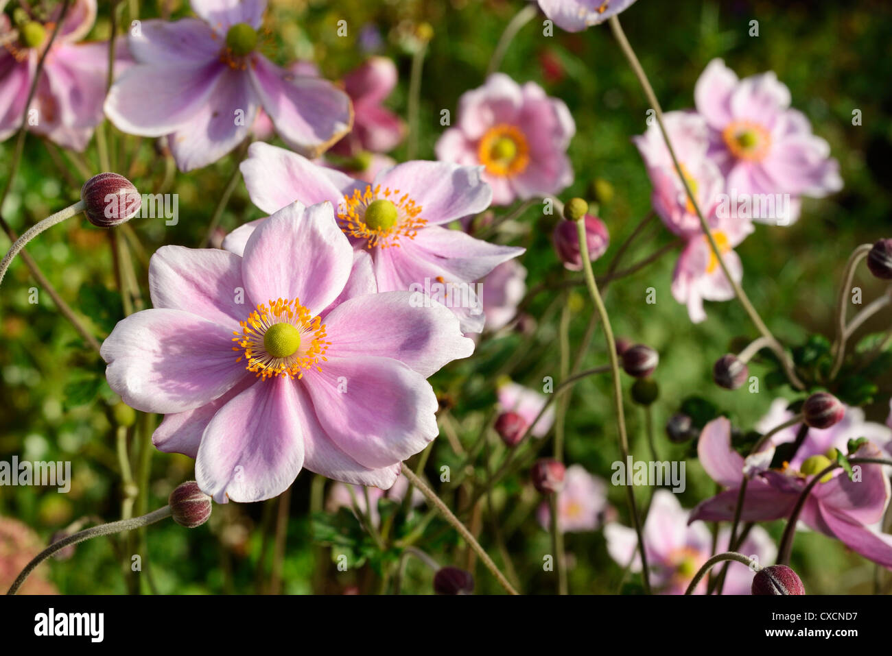 Rosa japanische Anemone Blumen Stockfoto
