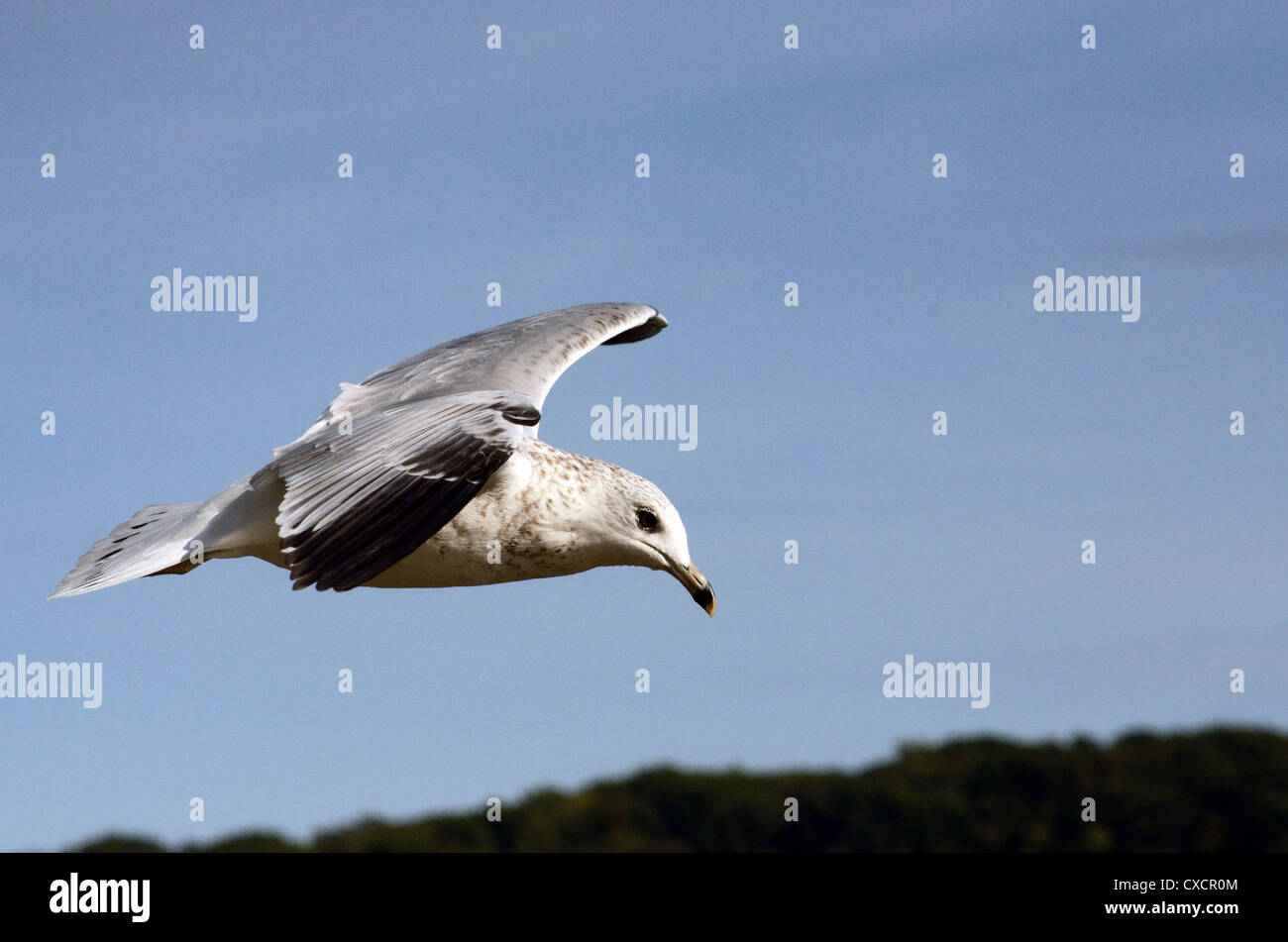 Ring in Rechnung gestellt Möwe im Flug Stockfoto