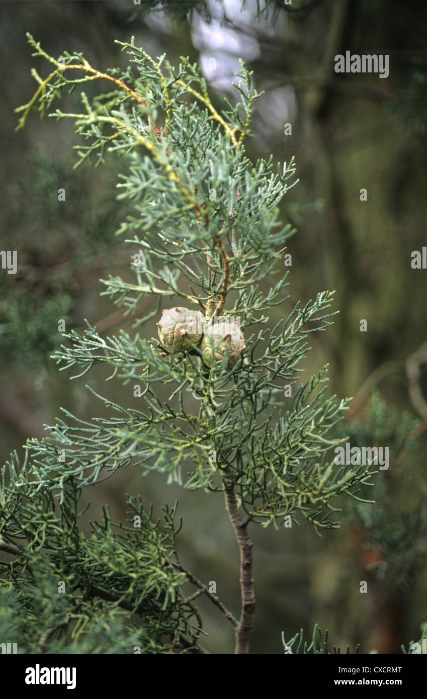 Glatte Arizona Zypresse Cupressus Glabra (Cupressaceae) Stockfoto