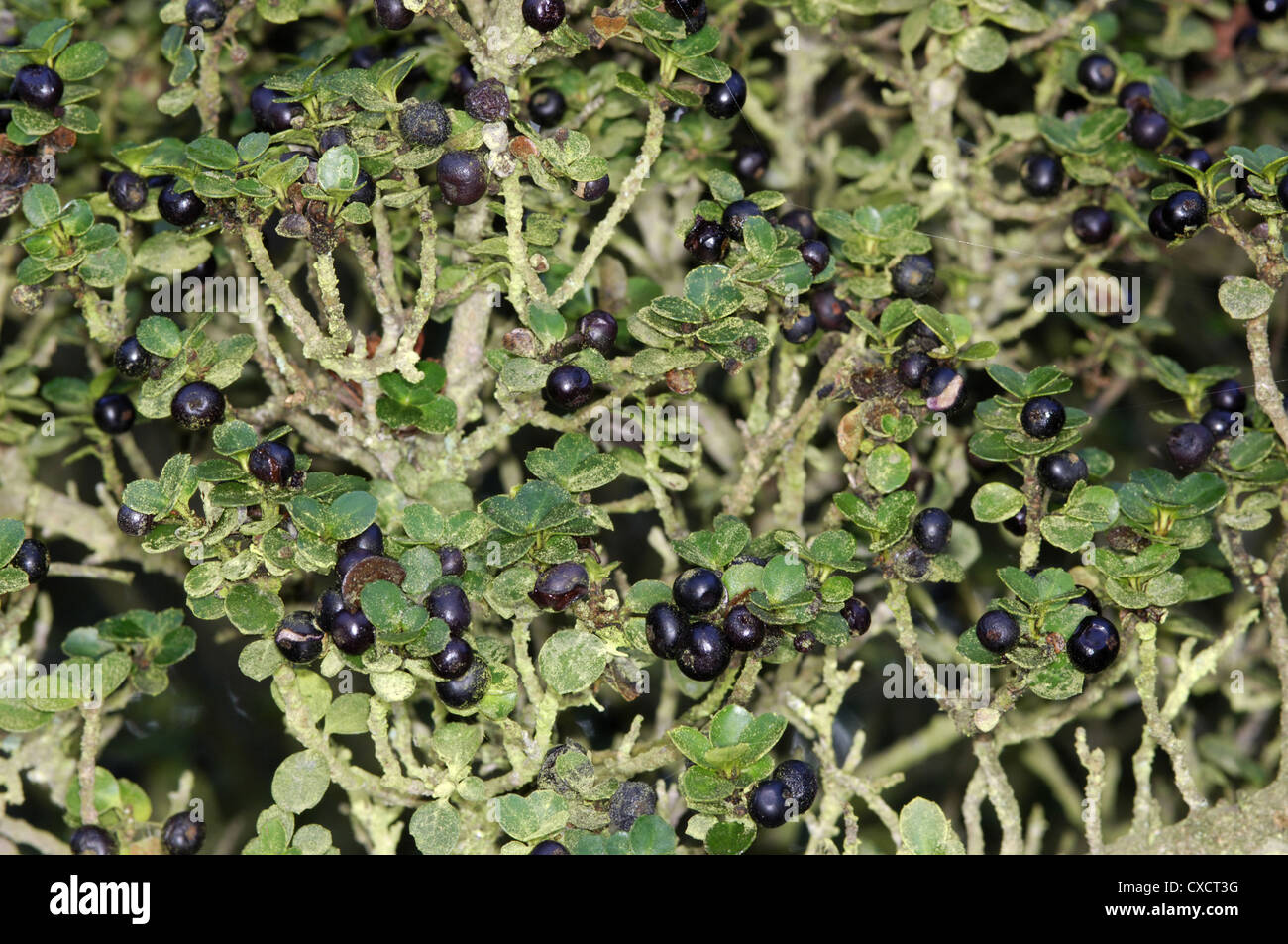 Ilex crenata. Evergreen shrub or small tree. Sometimes known as Japanese Holy. Hieight to 5m. Leaves are dark green, glossy and Stockfoto