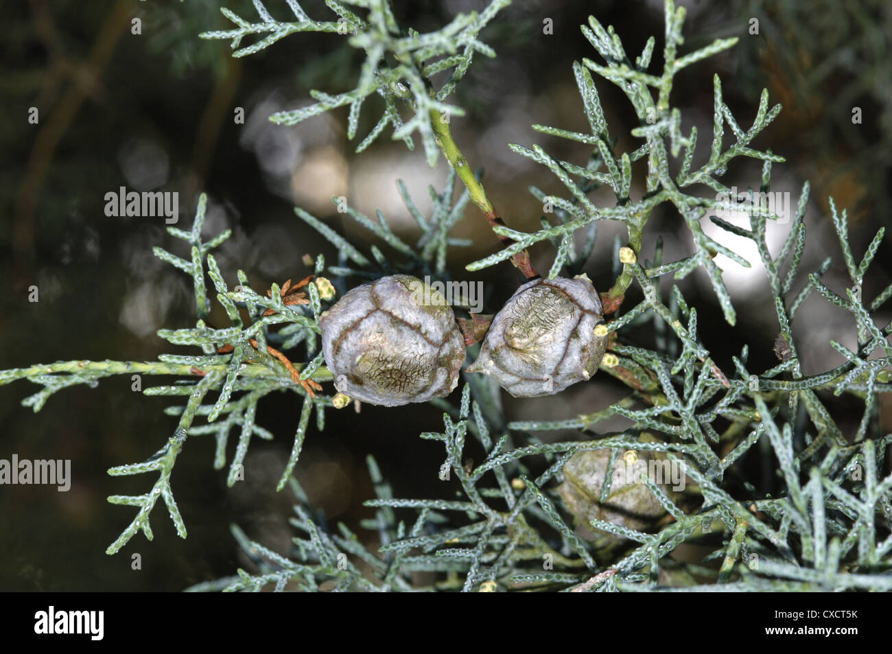 Glatte Arizona Zypresse Cupressus Glabra (Cupressaceae) Stockfoto
