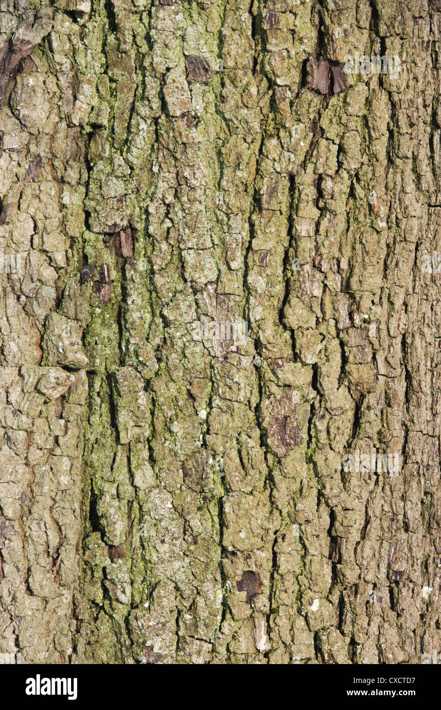 Mandel-leaved Birne Pyrus Amygdaliformis (Rosengewächse) Stockfoto