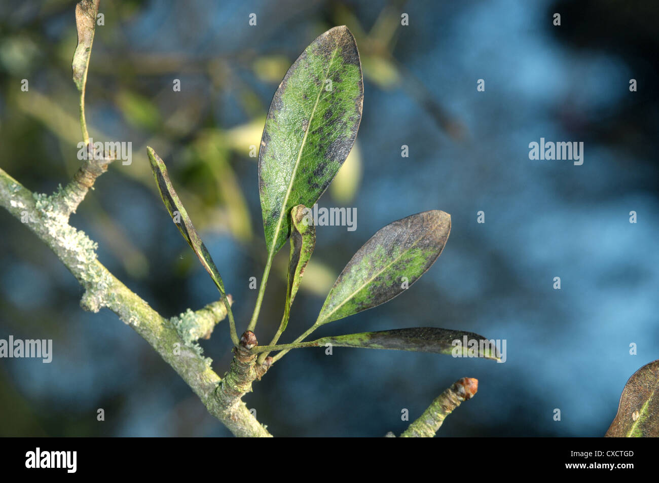 Mandel-leaved Birne Pyrus Amygdaliformis (Rosengewächse) Stockfoto