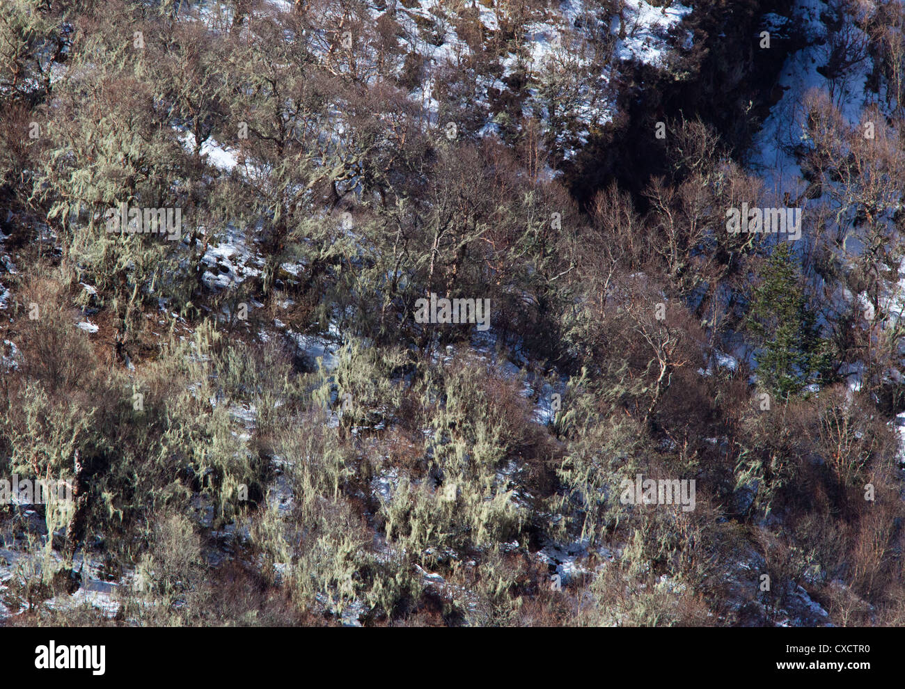 Laubbäume, bedeckt mit grünen Flechten an einem Hang, Langtang-Tal, Nepal Stockfoto