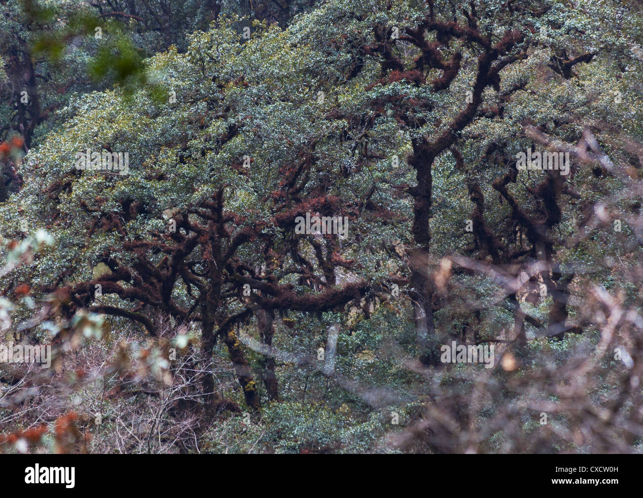Moosbewachsenen Eichen in der Langtang-Region von Nepal Stockfoto