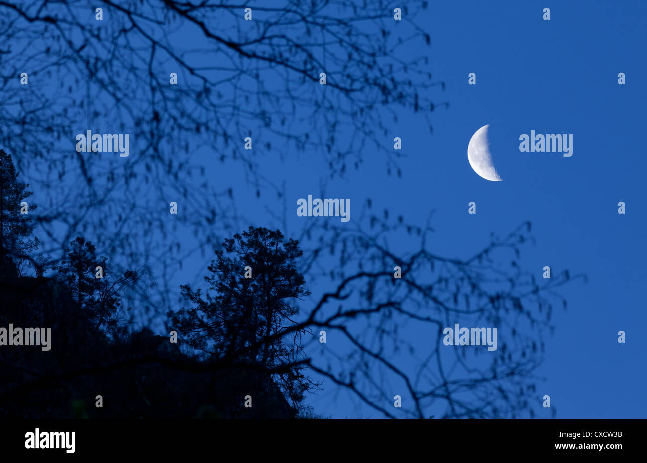 Silhouette der Pinien vor einem dunklen blauen Himmel in der Nacht der Mond scheint hell, Langtang-Tal, Nepal Stockfoto