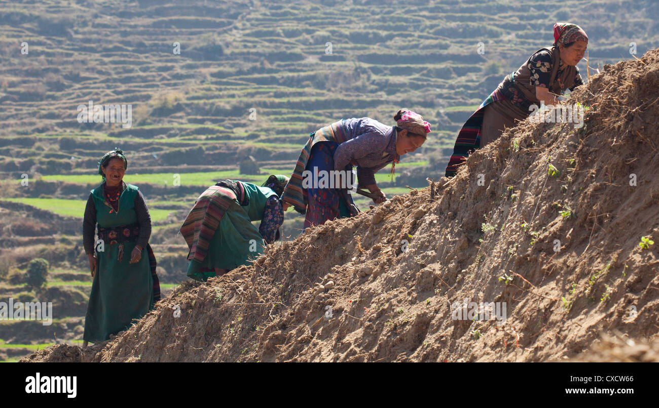 Tamang Frauen tragen traditionelle Kleidung und arbeiten auf einem Bauernhof, Nepal Stockfoto