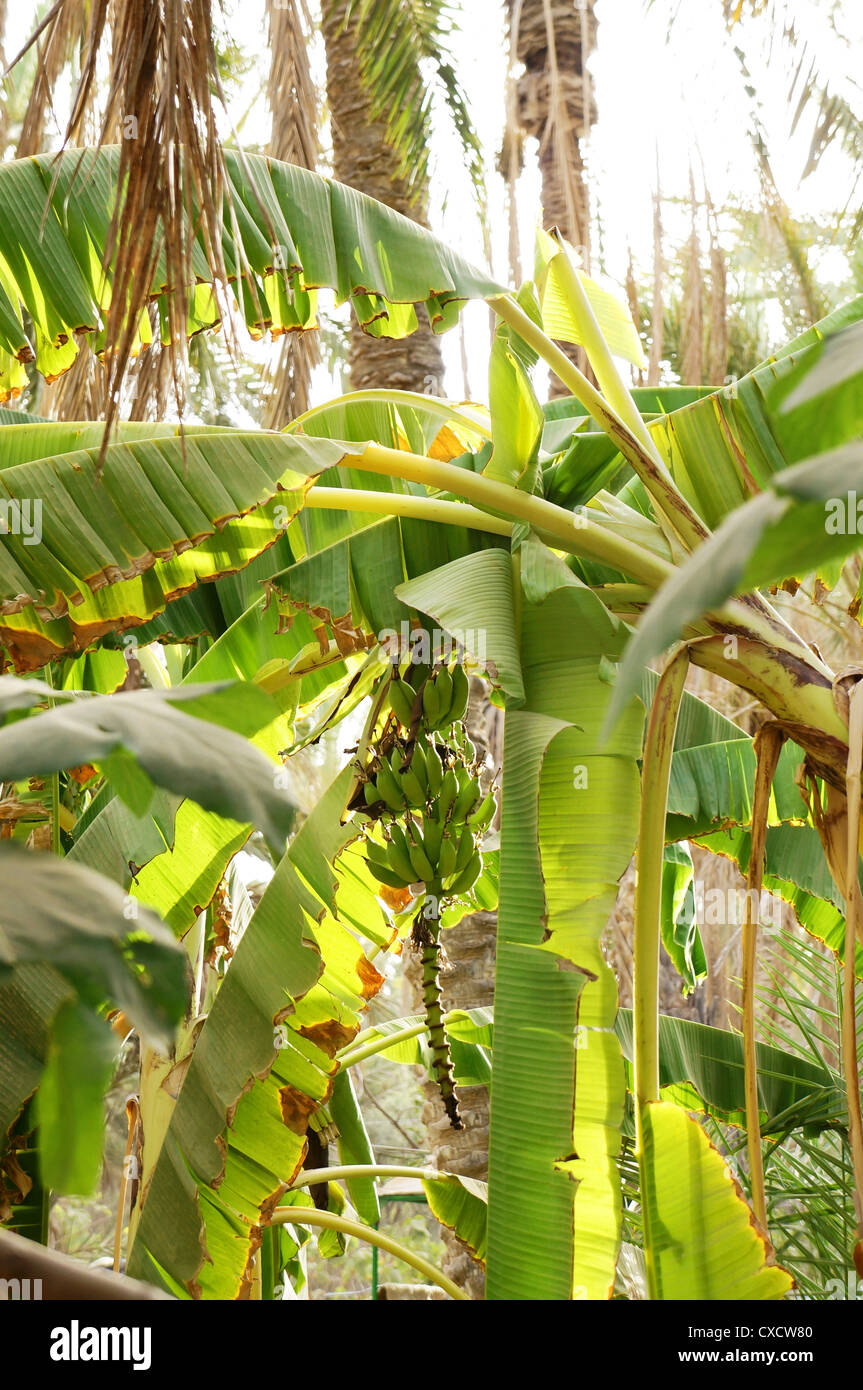 Bananenbaum in einer tunesischen Oase mit einem Bündel von grünen Bananen Stockfoto