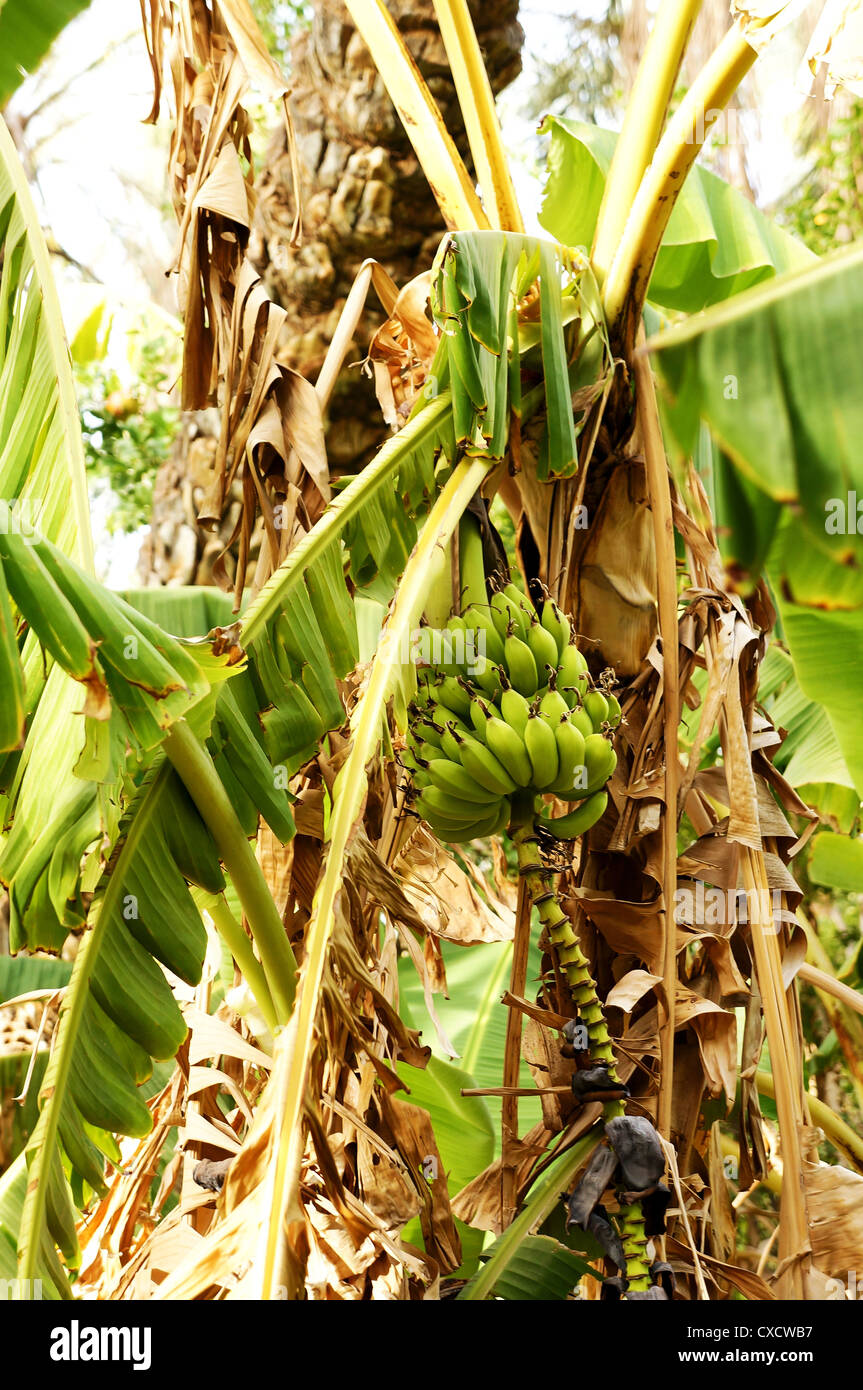 Blick auf eine Bananenstaude mit kleinen Früchten in einer tunesischen Oase Stockfoto