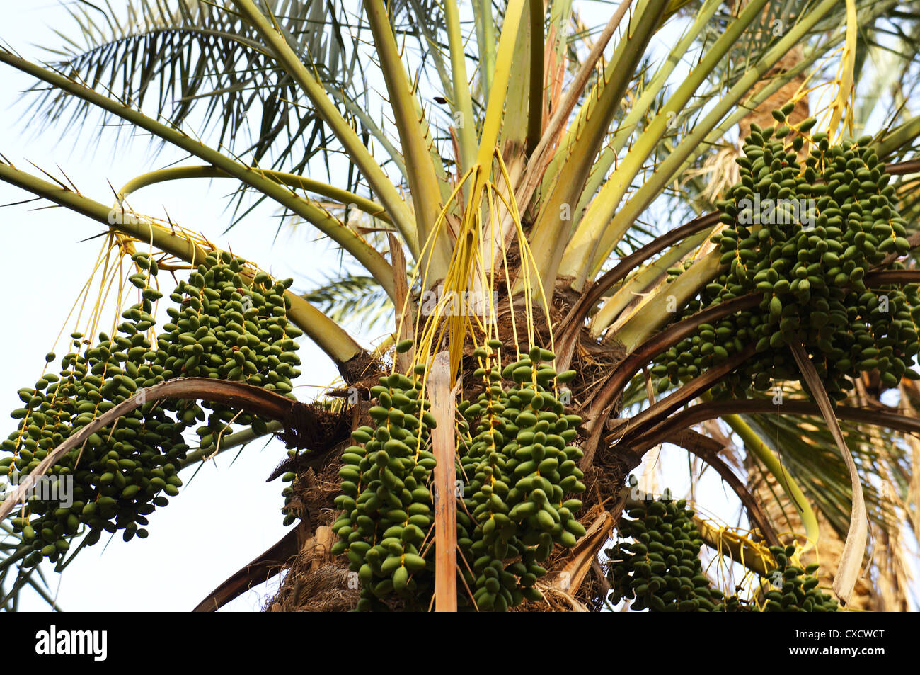 Nahaufnahme der Krone der Dattelpalme mit grünen Früchten Stockfoto