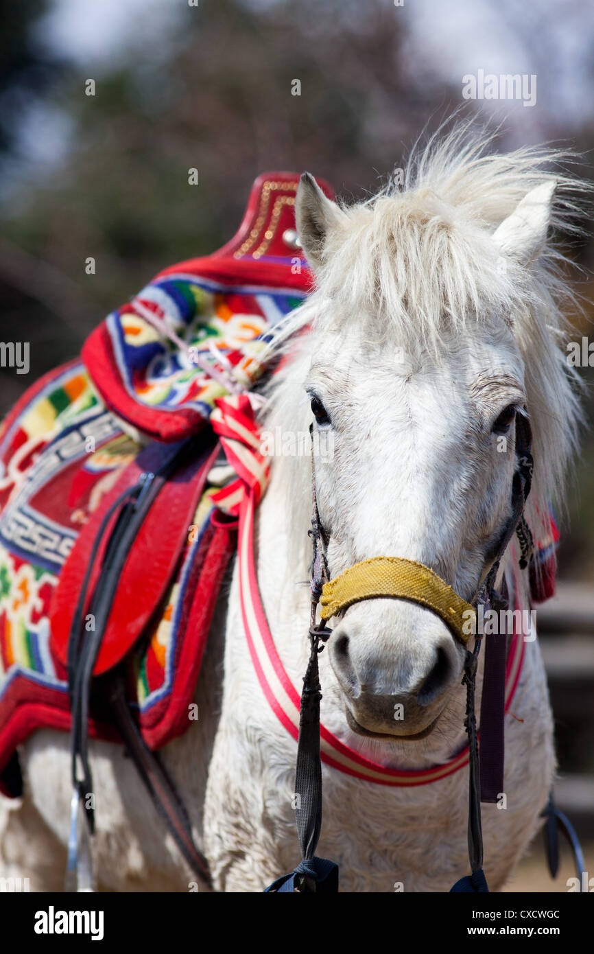 Weißes Pferd trägt einen bunten traditionellen nepalesischen Sattel, Nepal Stockfoto