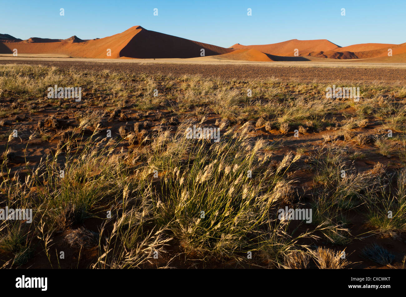 Sanddünen, Sossusvlei, Namib-Naukluft-Park, Namib-Wüste, Namibia, Afrika Stockfoto